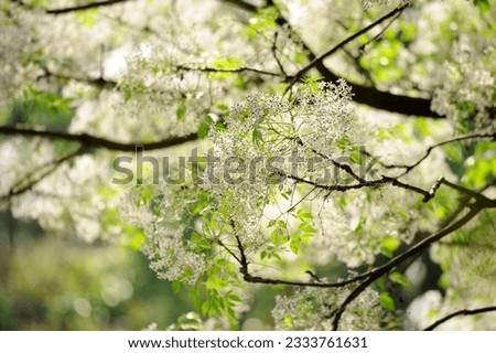 Closeup image of white flowers, Chinaberry -melia azedarach-, shot in Taiwan, Asia.