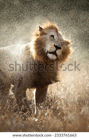 Male lion shaking off the water after a rainstorm - Kruger National Park - South Africa