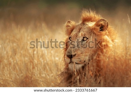 Big male lion lying in dense grassland - Kruger National Park - South Africa