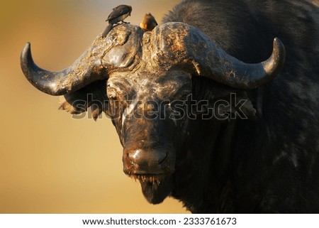 Old African buffalo bull - Syncerus caffer - South Africa