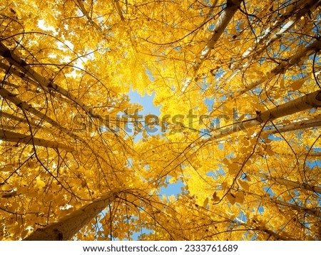 Upward view of Fall Aspen Trees