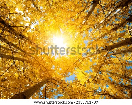 Upward view of Fall Aspen Trees , Leh District in the state of Jammu and Kashmir, India.