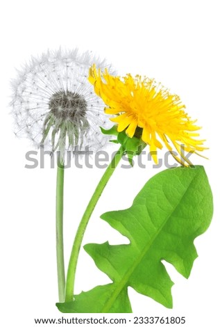 Dandelion flower isolated on a white background