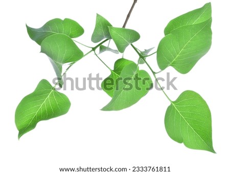 Young leaves of lilac isolated on white background
