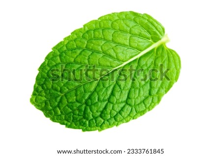 Isolated macro of fresh mint leaf
