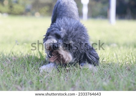Capture the cute pet poodle eating Dental stick