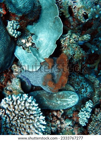 Fiji Coral Reef Water Fish Sea