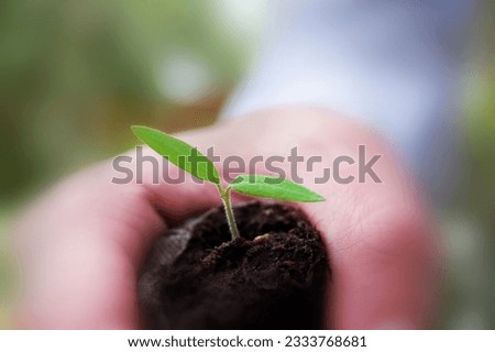 A new plant growing with a man holding it.