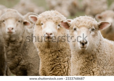 Three sheep within a mob turn to check out the photographer.