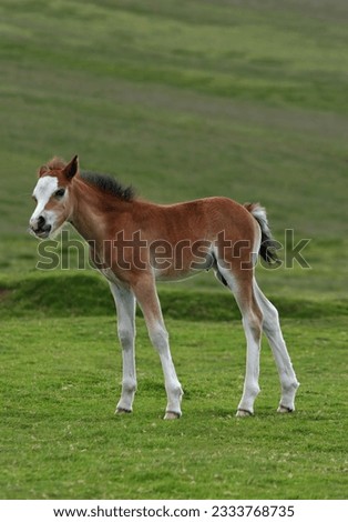 Wild Welsh mountain foal standing on rough grassland in spring. The Welsh mountain ponies run free in the Brecon Beacons National Park, Wales, United Kingdom.