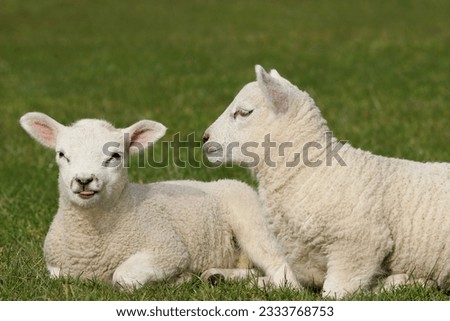 Twin white lambs sitting next to each other in a field in Spring, one lamb is poking its tongue out.