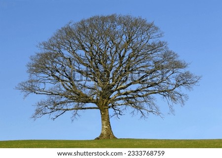 Oak tree in a field in Winter, devoid of leaves, with grass to the foreground, set against a clear blue sky.