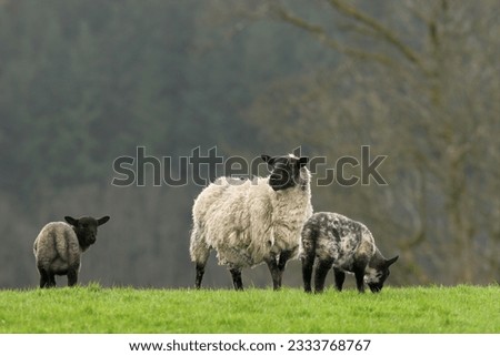 Female sheep with her two black and grey lambs standing together in a field in spring.