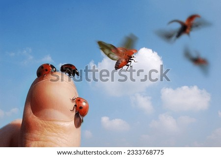 A group of ladybird insects taking flight.
