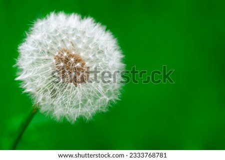 delicate dandelion against a green background