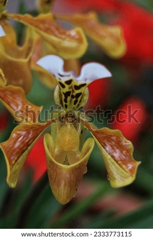 Picture of orchids, colorful, beautiful, inviting to look at