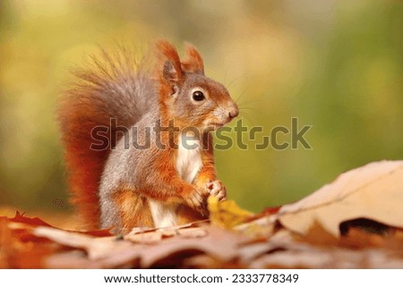 Cute eurasian red squirrel in autumn