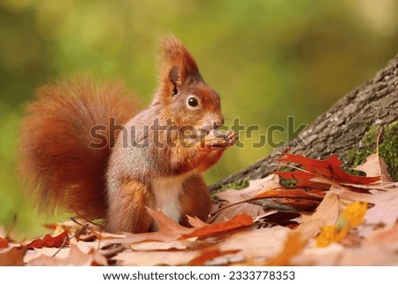 Cute eurasian red squirrel in autumn Royalty-Free Stock Photo #2333778353