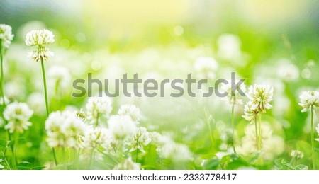 Beautiful nature background. Flowering white clover in meadow, spring grass and clover flower lit by sunlight in spring