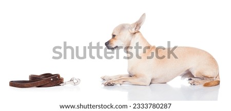 chihuahua dog waiting for a walk with owner, begging , isolated on white background