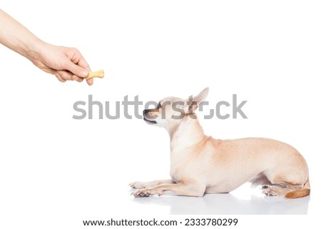 chihuahua dog getting a cookie as a treat for good behavior,isolated on white background Royalty-Free Stock Photo #2333780299