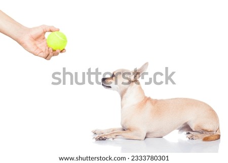chihuahua dog ready to play and have fun with owner and tennis ball toy , isolated on white background