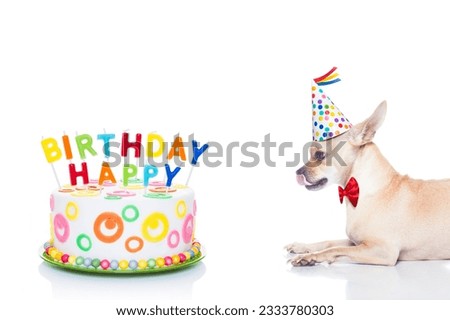 chihuahua dog hungry for a happy birthday cake with candels ,wearing red tie and party hat , isolated on white background