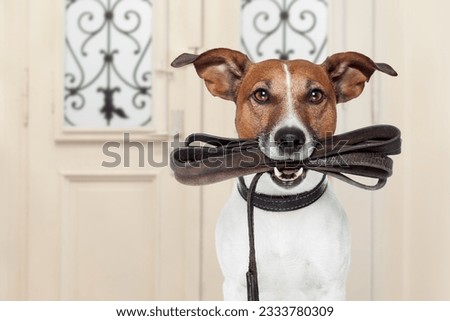 jack russell dog waiting a the door at home with leather leash in mouth , ready to go for a walk with his owner