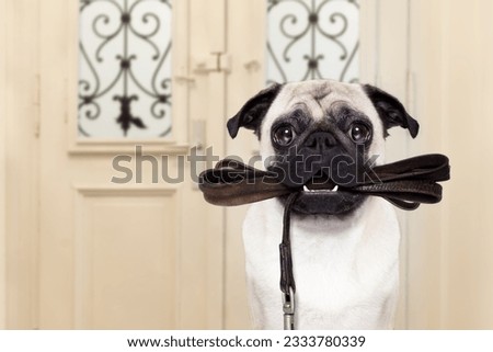 pug dog waiting a the door at home with leather leash in mouth , ready to go for a walk with his owner