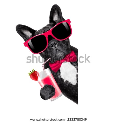 french bulldog dog with cocktail milkshake smoothie and funny glasses behind blank placard or banner , isolated on white background