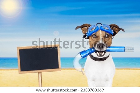Snorkeling scuba diving jack russell dog with mask snorkel at the beach on summer vacation holidays, blank blackboard or placard to the side