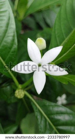 Morinda angustifolia flower on a plant.