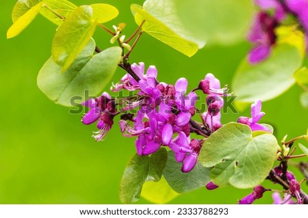 Judas tree "Cercis siliquastrum" "Bodnant" flowering with pink pea shaped flower clusters during summer season. Dublin, Ireland Royalty-Free Stock Photo #2333788293