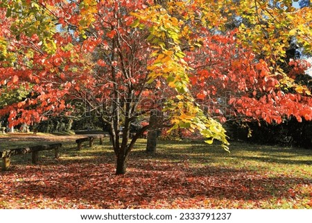 Beautiful sunlit autumn colours in the leaves of red orange, lime green and gold