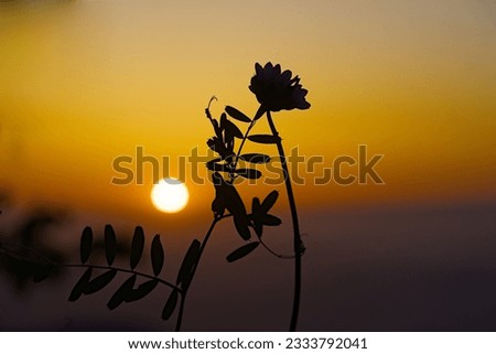 Silhouette flower with sunset in the background.