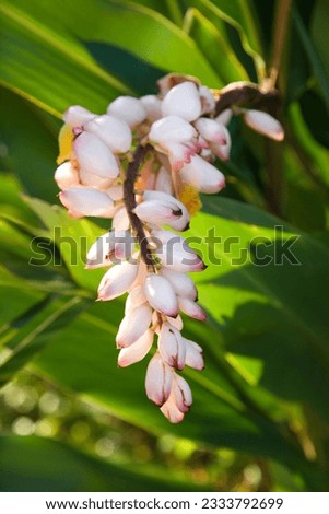 Ginger flower on plant in Maui, Hawaii.