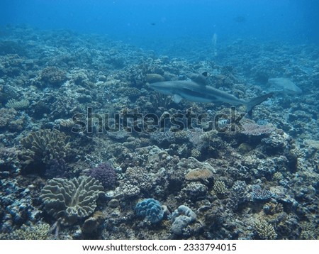 Fiji Coral Reef Water Fish Sea
Black Tip Shark