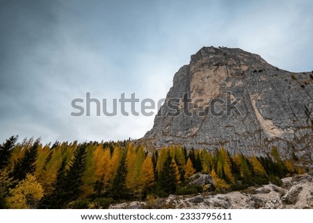 Larche trees glowing on the edge of the rocky mountain in autumn. Autumnal landscape in the forest. Dolomite Alps, Cortina d'Ampezzo, Italy, Europe
