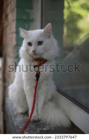 a white fluffy long-haired domestic cat with green eyes and a pink nose walks outdoors on the balcony. cat wearing a red leash
