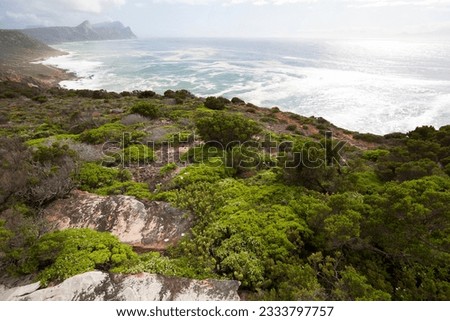 rugged coastal scenery dotted with fynbos on the southernmost tip of the Cape of Good Hope peninsula