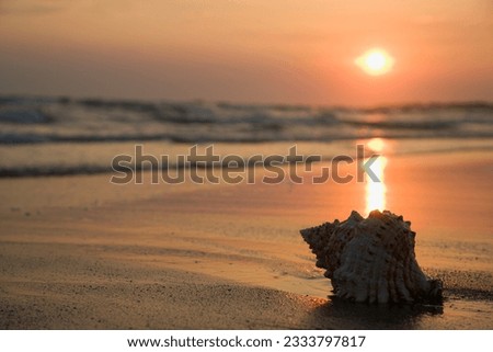 Image of seashell on shoreline at sunset.
