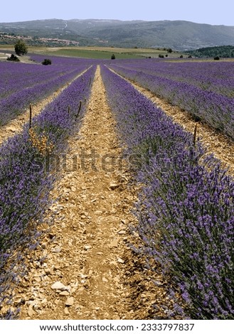 lavender fields provence france plateau de valensole aples du haute provence