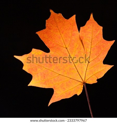 Red Sugar Maple leaf against black background.