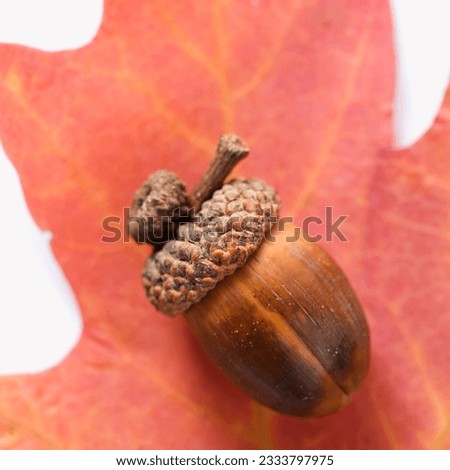 Still life of acorn on red oak leaf.
