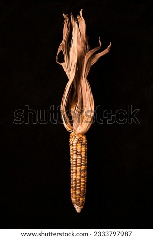 Ear of multicolored Indian corn against black background.