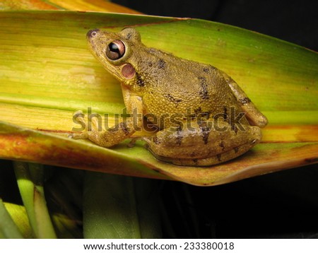Bathroom treefrog
