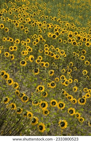 Sunflowers growing in field in Tuscany, Italy.