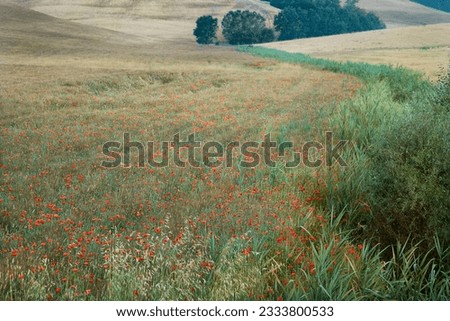Field of poppies growing in countryside in Tuscany, Italy.