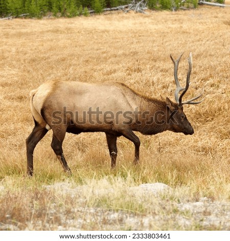 Male elk walking through grass at Yellowstone National Park, Wyoming.