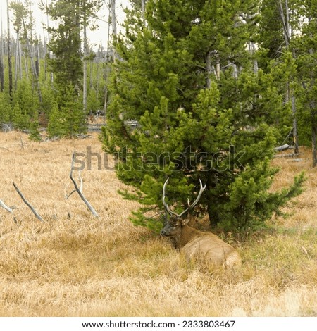 Male elk lying down in grass at Yellowstone National Park, Wyoming.